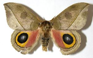  ( - 05-SRNP-6925)  @14 [ ] CreativeCommons - Attribution Non-Commercial Share-Alike (2006) Daniel H. Janzen Guanacaste Dry Forest Conservation Fund