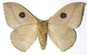  ( - 05-SRNP-6927)  @14 [ ] CreativeCommons - Attribution Non-Commercial Share-Alike (2006) Daniel H. Janzen Guanacaste Dry Forest Conservation Fund