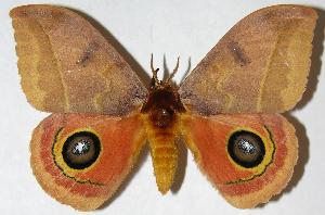  ( - 05-SRNP-70371)  @14 [ ] CreativeCommons - Attribution Non-Commercial Share-Alike (2006) Daniel H. Janzen Guanacaste Dry Forest Conservation Fund