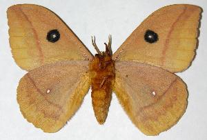  ( - 05-SRNP-70371)  @14 [ ] CreativeCommons - Attribution Non-Commercial Share-Alike (2006) Daniel H. Janzen Guanacaste Dry Forest Conservation Fund