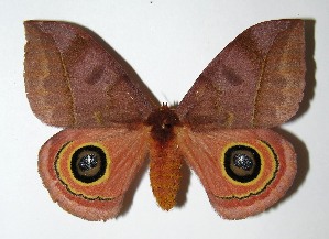  ( - 05-SRNP-70372)  @14 [ ] CreativeCommons - Attribution Non-Commercial Share-Alike (2013) Daniel H. Janzen Guanacaste Dry Forest Conservation Fund