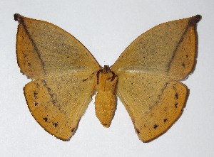  ( - 06-SRNP-1598)  @14 [ ] CreativeCommons - Attribution Non-Commercial Share-Alike (2013) Daniel H. Janzen Guanacaste Dry Forest Conservation Fund