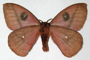  ( - 06-SRNP-1950)  @14 [ ] CreativeCommons - Attribution Non-Commercial Share-Alike (2006) Daniel H. Janzen Guanacaste Dry Forest Conservation Fund