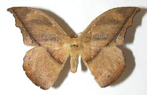  ( - 06-SRNP-32219)  @14 [ ] CreativeCommons - Attribution Non-Commercial Share-Alike (2006) Daniel H. Janzen Guanacaste Dry Forest Conservation Fund