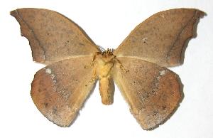  ( - 06-SRNP-32219)  @14 [ ] CreativeCommons - Attribution Non-Commercial Share-Alike (2006) Daniel H. Janzen Guanacaste Dry Forest Conservation Fund