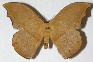  ( - 06-SRNP-32496)  @14 [ ] CreativeCommons - Attribution Non-Commercial Share-Alike (2006) Daniel H. Janzen Guanacaste Dry Forest Conservation Fund