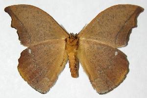  ( - 06-SRNP-32496)  @14 [ ] CreativeCommons - Attribution Non-Commercial Share-Alike (2006) Daniel H. Janzen Guanacaste Dry Forest Conservation Fund