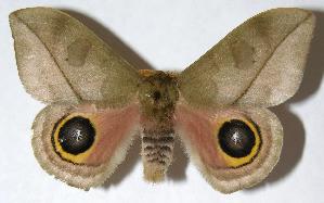  ( - 06-SRNP-55111)  @14 [ ] CreativeCommons - Attribution Non-Commercial Share-Alike (2006) Daniel H. Janzen Guanacaste Dry Forest Conservation Fund