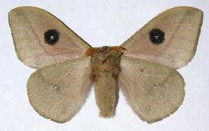  ( - 06-SRNP-55111)  @14 [ ] CreativeCommons - Attribution Non-Commercial Share-Alike (2006) Daniel H. Janzen Guanacaste Dry Forest Conservation Fund