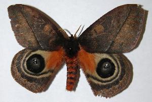  ( - 06-SRNP-5823)  @14 [ ] CreativeCommons - Attribution Non-Commercial Share-Alike (2006) Daniel H. Janzen Guanacaste Dry Forest Conservation Fund