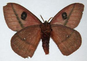  ( - 06-SRNP-5823)  @14 [ ] CreativeCommons - Attribution Non-Commercial Share-Alike (2006) Daniel H. Janzen Guanacaste Dry Forest Conservation Fund