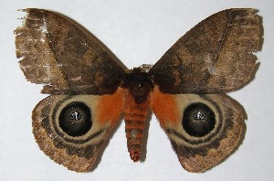  ( - 06-SRNP-5895)  @14 [ ] CreativeCommons - Attribution Non-Commercial Share-Alike (2013) Daniel H. Janzen Guanacaste Dry Forest Conservation Fund