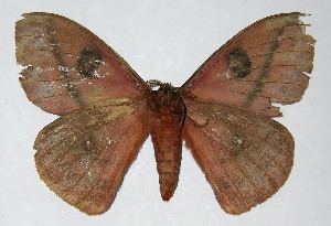  ( - 06-SRNP-5895)  @14 [ ] CreativeCommons - Attribution Non-Commercial Share-Alike (2013) Daniel H. Janzen Guanacaste Dry Forest Conservation Fund