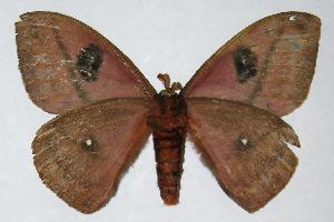  ( - 06-SRNP-6266)  @14 [ ] CreativeCommons - Attribution Non-Commercial Share-Alike (2006) Daniel H. Janzen Guanacaste Dry Forest Conservation Fund