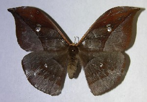  ( - 06-SRNP-7846)  @14 [ ] CreativeCommons - Attribution Non-Commercial Share-Alike (2007) Daniel H. Janzen Guanacaste Dry Forest Conservation Fund