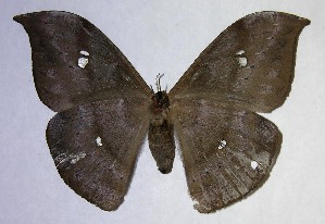  ( - 06-SRNP-7846)  @14 [ ] CreativeCommons - Attribution Non-Commercial Share-Alike (2007) Daniel H. Janzen Guanacaste Dry Forest Conservation Fund