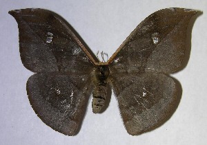  ( - 06-SRNP-7847)  @14 [ ] CreativeCommons - Attribution Non-Commercial Share-Alike (2007) Daniel H. Janzen Guanacaste Dry Forest Conservation Fund