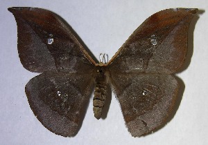  ( - 06-SRNP-7848)  @14 [ ] CreativeCommons - Attribution Non-Commercial Share-Alike (2007) Daniel H. Janzen Guanacaste Dry Forest Conservation Fund