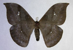  ( - 06-SRNP-7848)  @14 [ ] CreativeCommons - Attribution Non-Commercial Share-Alike (2007) Daniel H. Janzen Guanacaste Dry Forest Conservation Fund