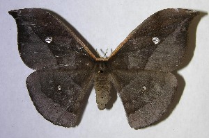  ( - 06-SRNP-8277)  @14 [ ] CreativeCommons - Attribution Non-Commercial Share-Alike (2007) Daniel H. Janzen Guanacaste Dry Forest Conservation Fund