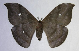  ( - 06-SRNP-8277)  @14 [ ] CreativeCommons - Attribution Non-Commercial Share-Alike (2007) Daniel H. Janzen Guanacaste Dry Forest Conservation Fund