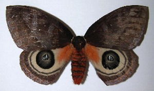  ( - 06-SRNP-7396)  @14 [ ] CreativeCommons - Attribution Non-Commercial Share-Alike (2007) Daniel H. Janzen Guanacaste Dry Forest Conservation Fund