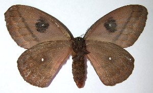  ( - 07-SRNP-1413)  @14 [ ] CreativeCommons - Attribution Non-Commercial Share-Alike (2008) Daniel H. Janzen Guanacaste Dry Forest Conservation Fund