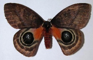  ( - 07-SRNP-1422)  @14 [ ] CreativeCommons - Attribution Non-Commercial Share-Alike (2008) Daniel H. Janzen Guanacaste Dry Forest Conservation Fund
