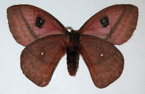  ( - 07-SRNP-1422)  @14 [ ] CreativeCommons - Attribution Non-Commercial Share-Alike (2008) Daniel H. Janzen Guanacaste Dry Forest Conservation Fund