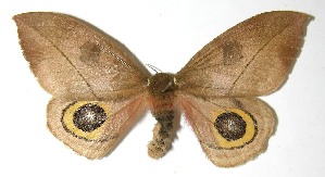  ( - 07-SRNP-1571)  @14 [ ] CreativeCommons - Attribution Non-Commercial Share-Alike (2008) Daniel H. Janzen Guanacaste Dry Forest Conservation Fund