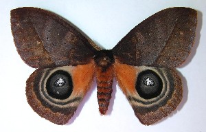  ( - 07-SRNP-2197)  @14 [ ] CreativeCommons - Attribution Non-Commercial Share-Alike (2008) Daniel H. Janzen Guanacaste Dry Forest Conservation Fund