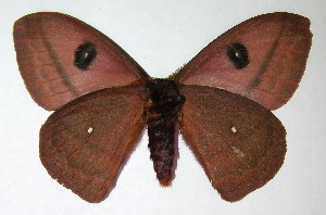  ( - 07-SRNP-2197)  @14 [ ] CreativeCommons - Attribution Non-Commercial Share-Alike (2008) Daniel H. Janzen Guanacaste Dry Forest Conservation Fund