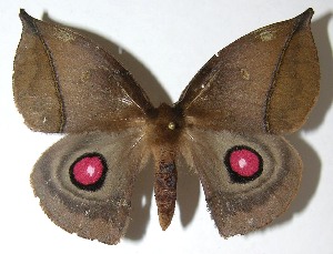  ( - 07-SRNP-33327)  @14 [ ] CreativeCommons - Attribution Non-Commercial Share-Alike (2008) Daniel H. Janzen Guanacaste Dry Forest Conservation Fund