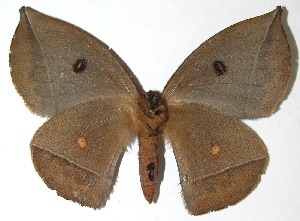  ( - 07-SRNP-33327)  @14 [ ] CreativeCommons - Attribution Non-Commercial Share-Alike (2008) Daniel H. Janzen Guanacaste Dry Forest Conservation Fund