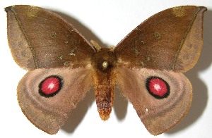  ( - 07-SRNP-33352)  @14 [ ] CreativeCommons - Attribution Non-Commercial Share-Alike (2008) Daniel H. Janzen Guanacaste Dry Forest Conservation Fund