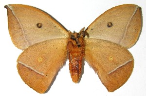  ( - 07-SRNP-33352)  @14 [ ] CreativeCommons - Attribution Non-Commercial Share-Alike (2008) Daniel H. Janzen Guanacaste Dry Forest Conservation Fund