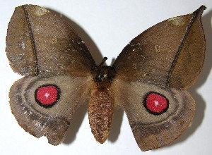  ( - 07-SRNP-34166)  @14 [ ] CreativeCommons - Attribution Non-Commercial Share-Alike (2008) Daniel H. Janzen Guanacaste Dry Forest Conservation Fund