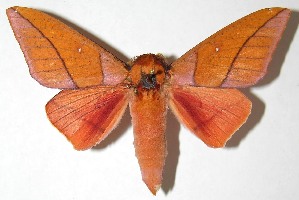  ( - 07-SRNP-36204)  @14 [ ] Unspecified (default): All Rights Reserved  Unspecified Unspecified