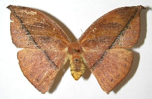  ( - 07-SRNP-42340)  @14 [ ] CreativeCommons - Attribution Non-Commercial Share-Alike (2008) Daniel H. Janzen Guanacaste Dry Forest Conservation Fund