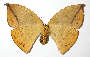  ( - 07-SRNP-42340)  @14 [ ] CreativeCommons - Attribution Non-Commercial Share-Alike (2008) Daniel H. Janzen Guanacaste Dry Forest Conservation Fund