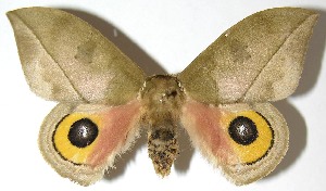  ( - 07-SRNP-4974)  @14 [ ] CreativeCommons - Attribution Non-Commercial Share-Alike (2008) Daniel H. Janzen Guanacaste Dry Forest Conservation Fund