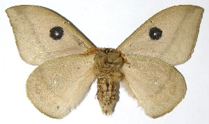  ( - 07-SRNP-4974)  @14 [ ] CreativeCommons - Attribution Non-Commercial Share-Alike (2008) Daniel H. Janzen Guanacaste Dry Forest Conservation Fund