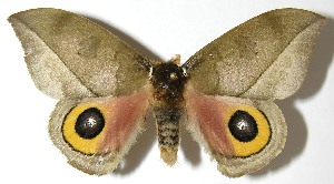  ( - 07-SRNP-4977)  @14 [ ] CreativeCommons - Attribution Non-Commercial Share-Alike (2008) Daniel H. Janzen Guanacaste Dry Forest Conservation Fund