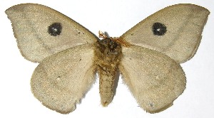  ( - 07-SRNP-4977)  @14 [ ] CreativeCommons - Attribution Non-Commercial Share-Alike (2008) Daniel H. Janzen Guanacaste Dry Forest Conservation Fund