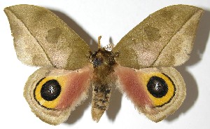  ( - 07-SRNP-4980)  @14 [ ] CreativeCommons - Attribution Non-Commercial Share-Alike (2008) Daniel H. Janzen Guanacaste Dry Forest Conservation Fund