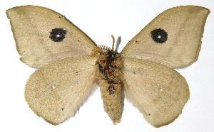  ( - 07-SRNP-4980)  @14 [ ] CreativeCommons - Attribution Non-Commercial Share-Alike (2008) Daniel H. Janzen Guanacaste Dry Forest Conservation Fund