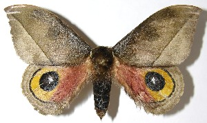  ( - 07-SRNP-4989)  @14 [ ] CreativeCommons - Attribution Non-Commercial Share-Alike (2008) Daniel H. Janzen Guanacaste Dry Forest Conservation Fund