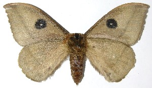  ( - 07-SRNP-4989)  @14 [ ] CreativeCommons - Attribution Non-Commercial Share-Alike (2008) Daniel H. Janzen Guanacaste Dry Forest Conservation Fund