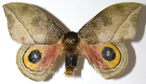  ( - 07-SRNP-4999)  @14 [ ] CreativeCommons - Attribution Non-Commercial Share-Alike (2008) Daniel H. Janzen Guanacaste Dry Forest Conservation Fund