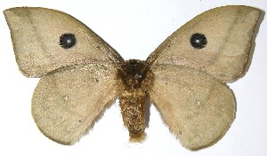  ( - 07-SRNP-4999)  @14 [ ] CreativeCommons - Attribution Non-Commercial Share-Alike (2008) Daniel H. Janzen Guanacaste Dry Forest Conservation Fund